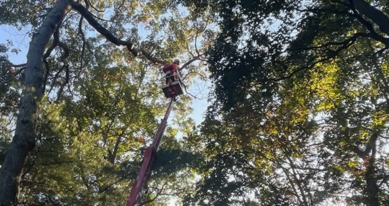 Tree Trimming & Pruning