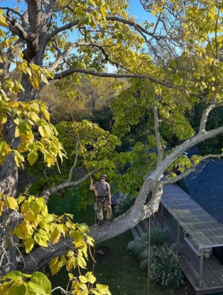 Tree Trimming & Pruning