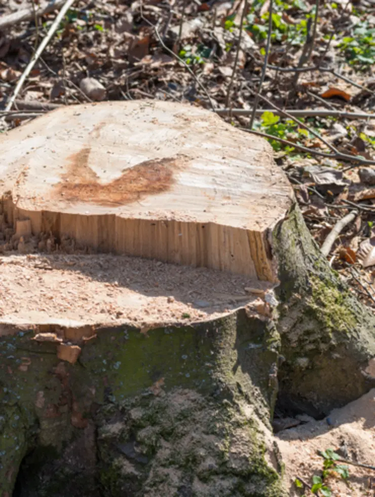 Stump Grinding