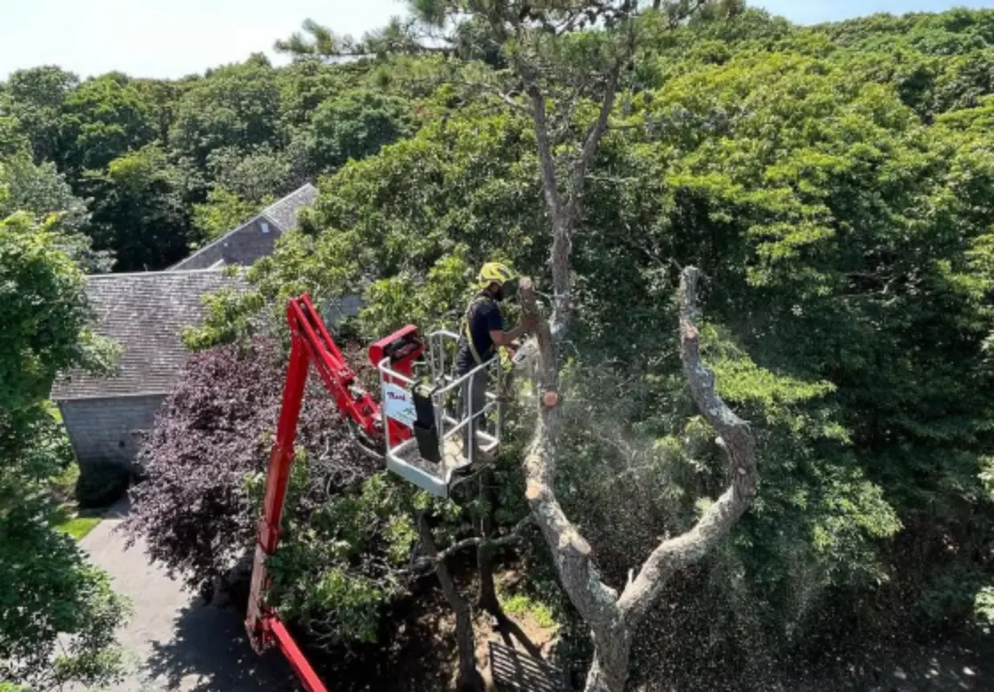 Tree Trimming & Pruning