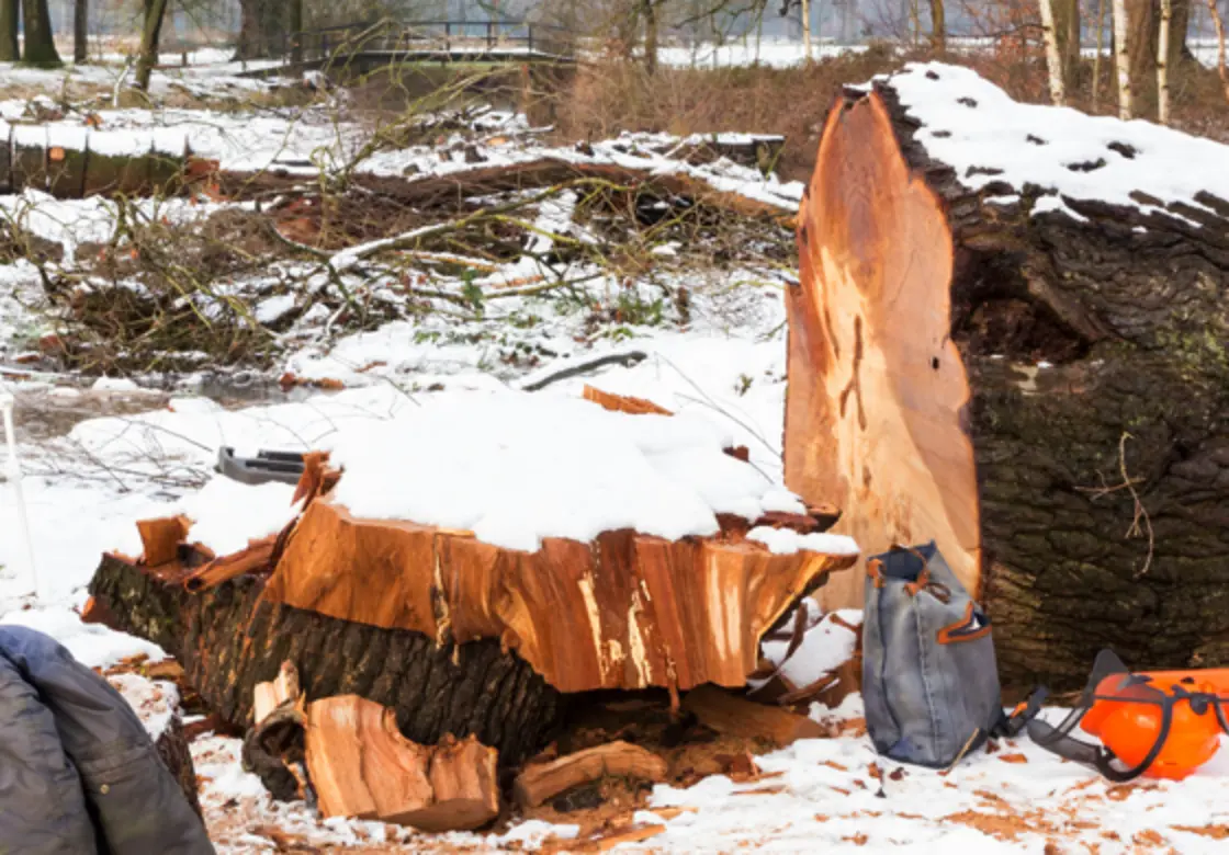 Stump Grinding